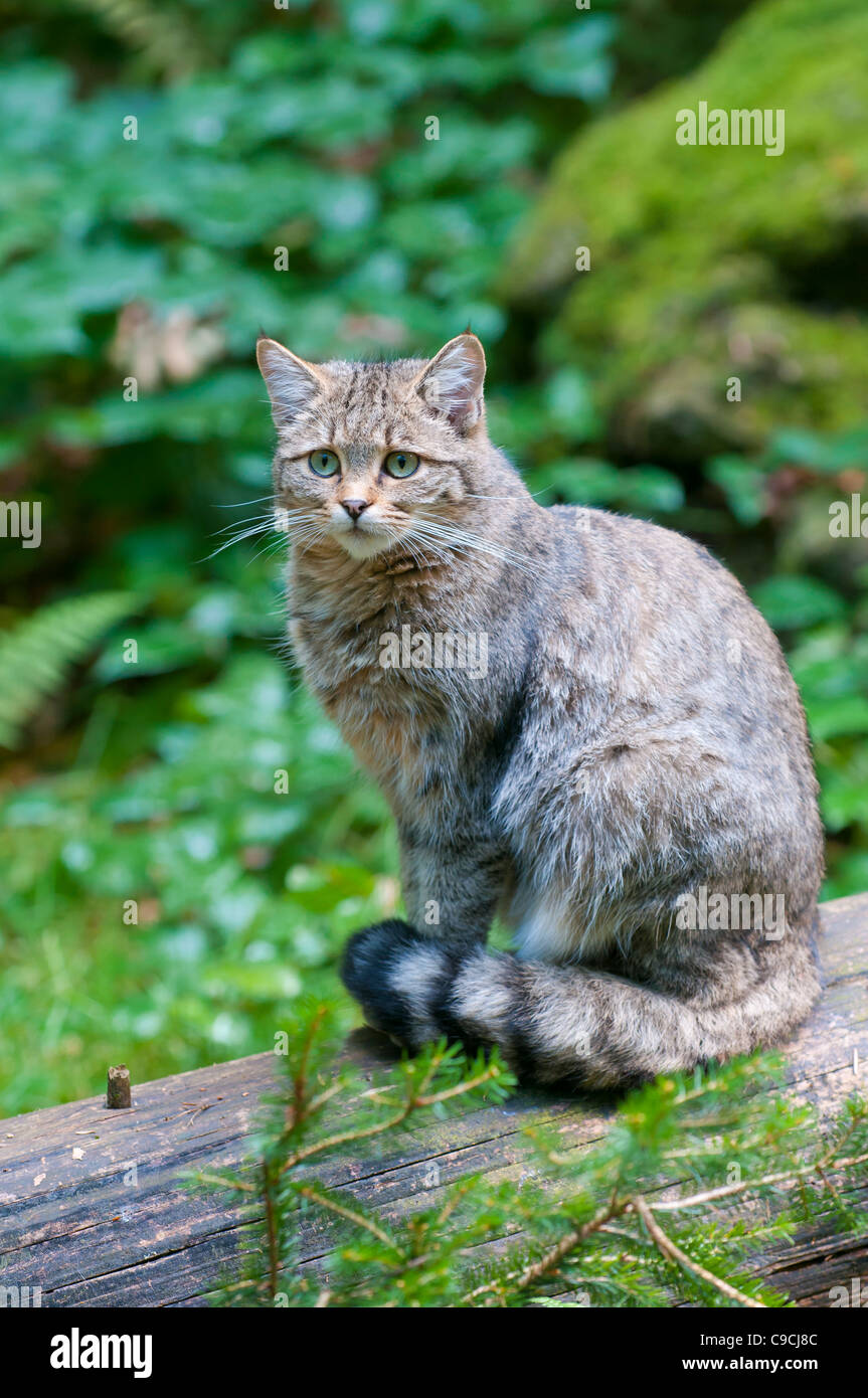 Europäische Wildkatze ,Felis silvestris, European Wildcat Stock Photo