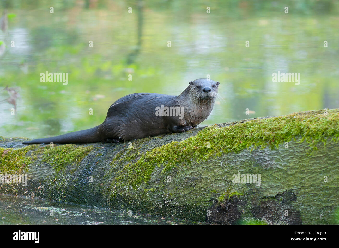 Europäischer Fischotter, Lutra lutra, european otter Stock Photo - Alamy