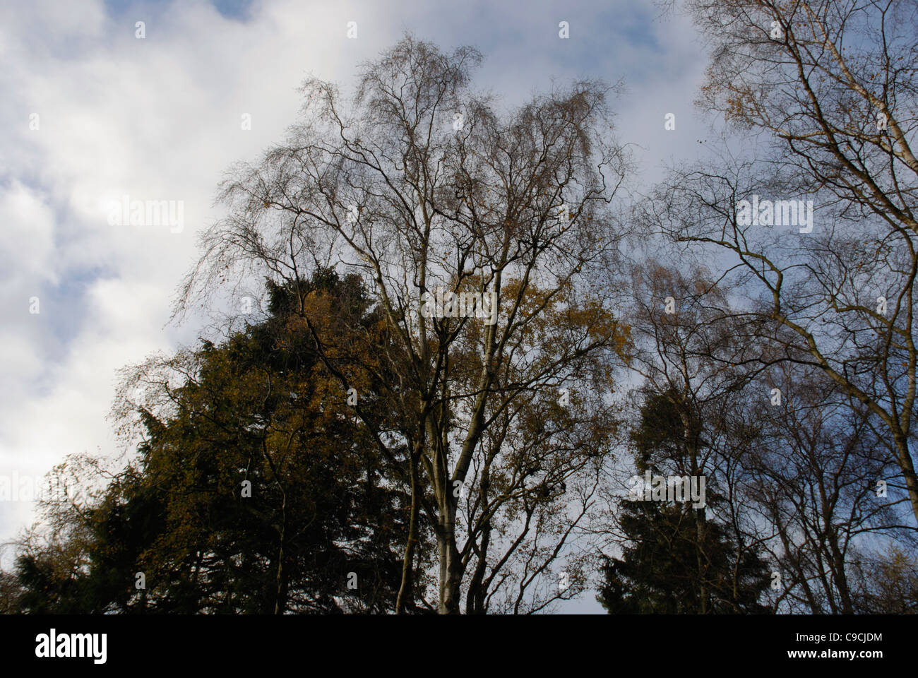 Deciduous and evergreen trees in Autumn Stock Photo Alamy
