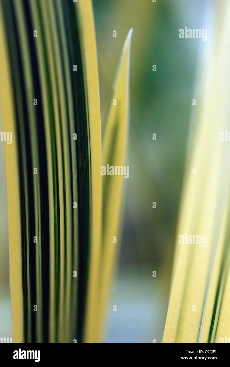 Variegated Aquatic Grass in pond Stock Photo Alamy