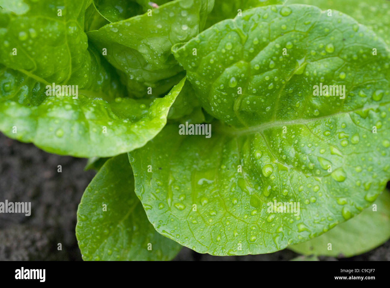 Little Gem lettuce Stock Photo Alamy