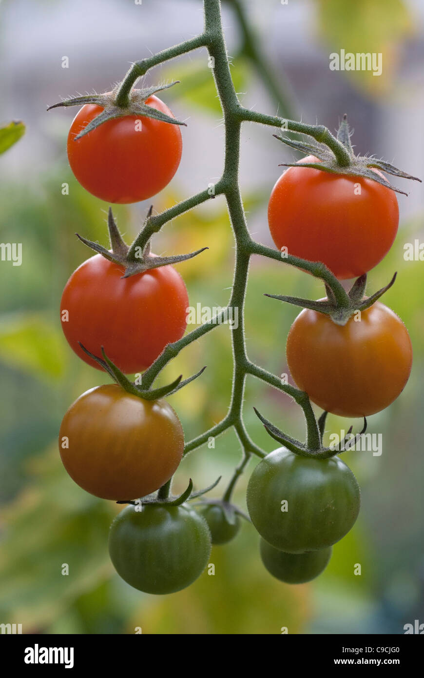 Sungold cherry tomatoes on vine Stock Photo