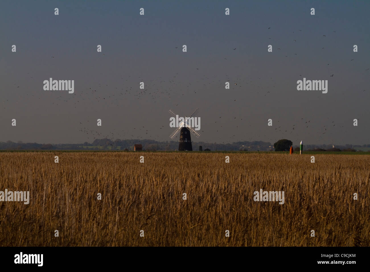 A flock of lapwings (Vanellus vanellus) take flight around Berney Arms windmill on the Norfolk Broads in England Stock Photo
