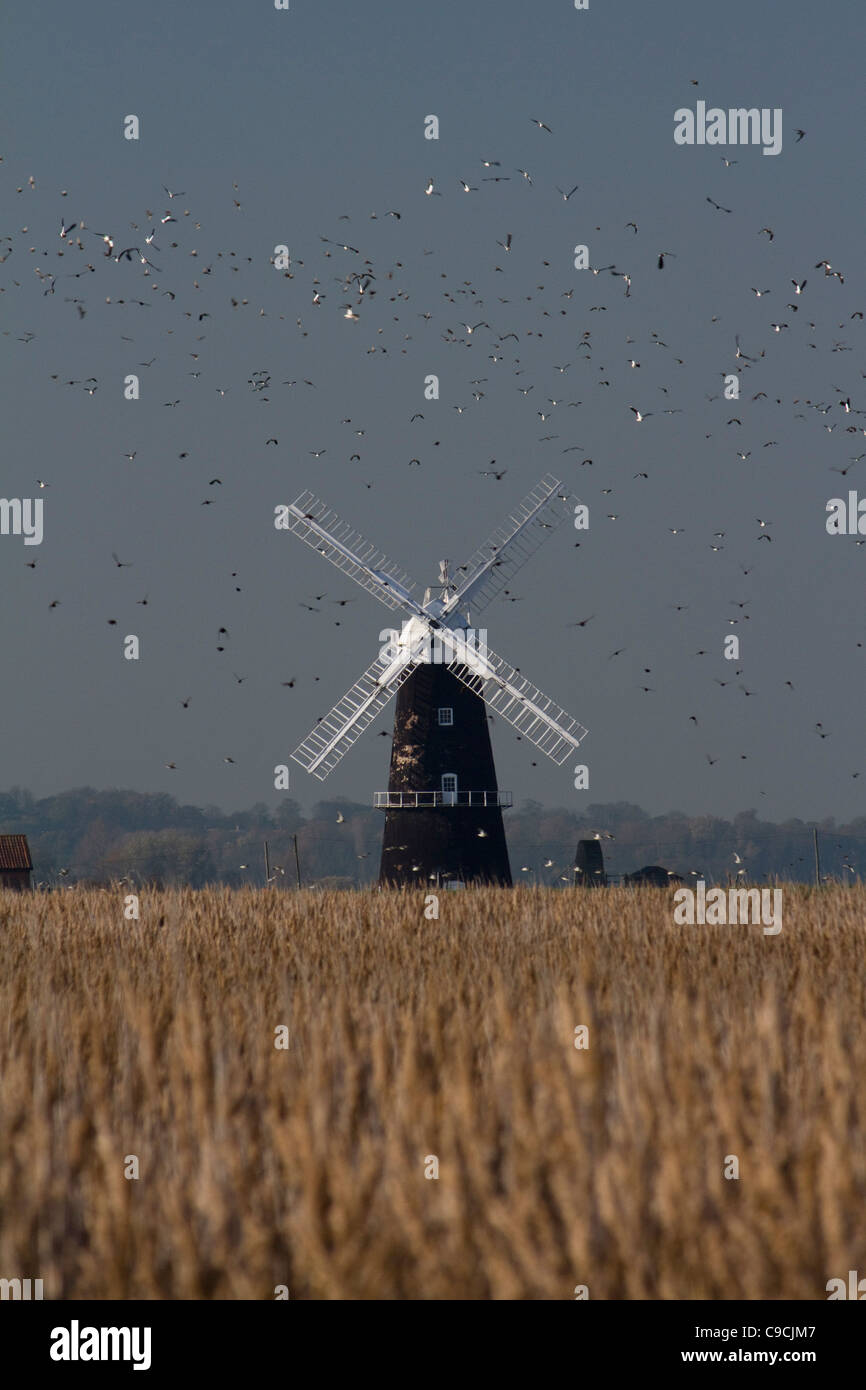 A flock of lapwings (Vanellus vanellus) take flight around Berney Arms windmill on the Norfolk Broads in England Stock Photo