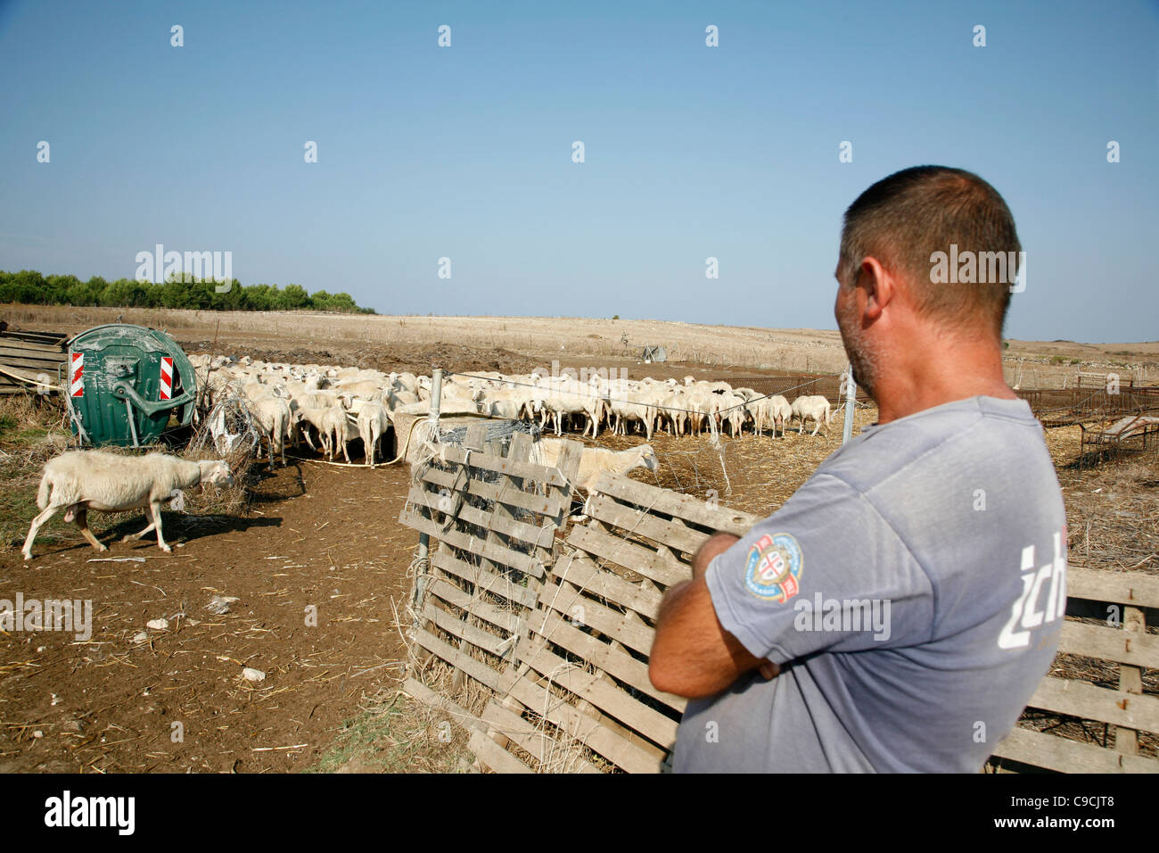Sheep herder in the west coast ,Sardinia, Italy Stock Photo Alamy