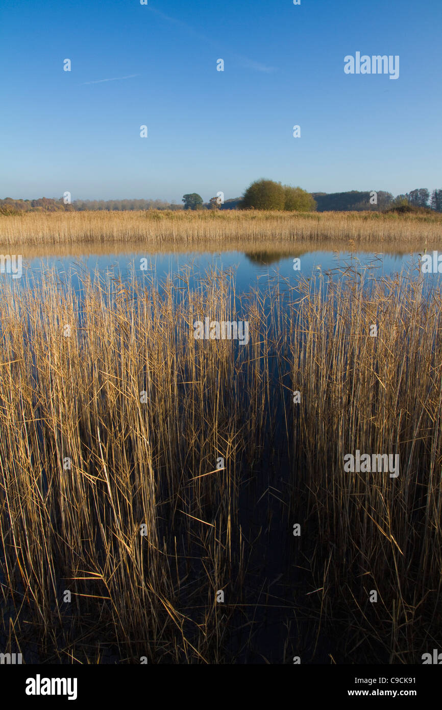 Looking through reeds across a lake with reflections in the water at Redgrave & Lopham Fen in Suffolk, England Stock Photo