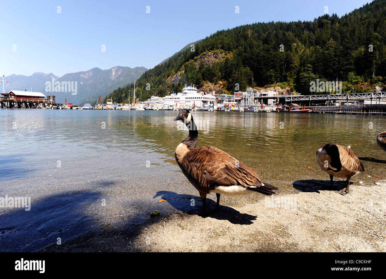 Canada goose west vancouver hotsell