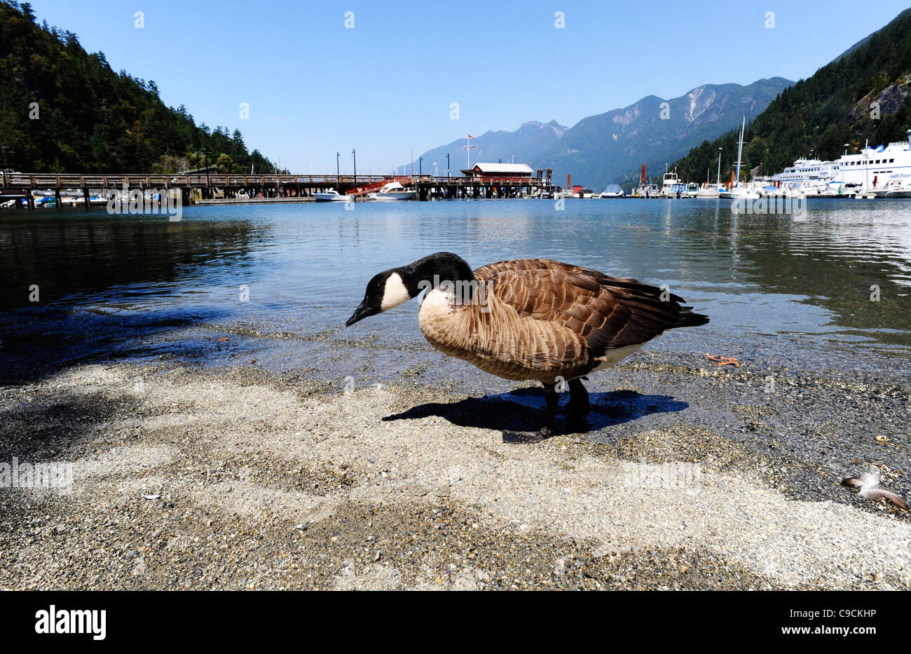 Vancouver natural habitat wild andym canadian goose geese wild habitat hi res stock photography and images Alamy
