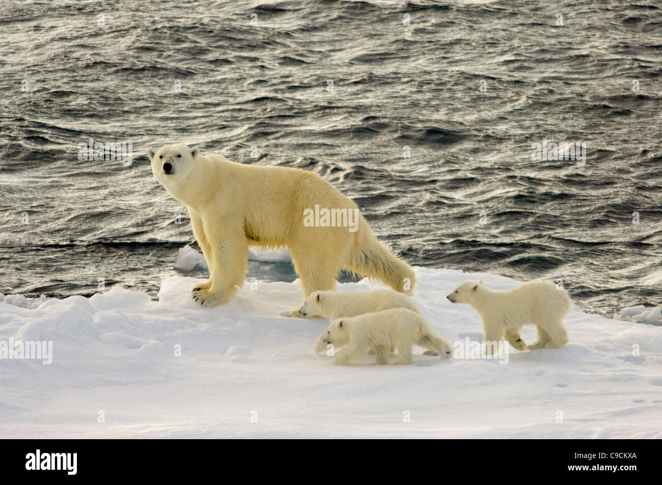 Female Polar Bear (Ursus maritimus) with three young cubs on floating drift ice, Freemansundet (between Barentsøya and Edgeøya), Svalbard Archipelago, Norway Stock Photo