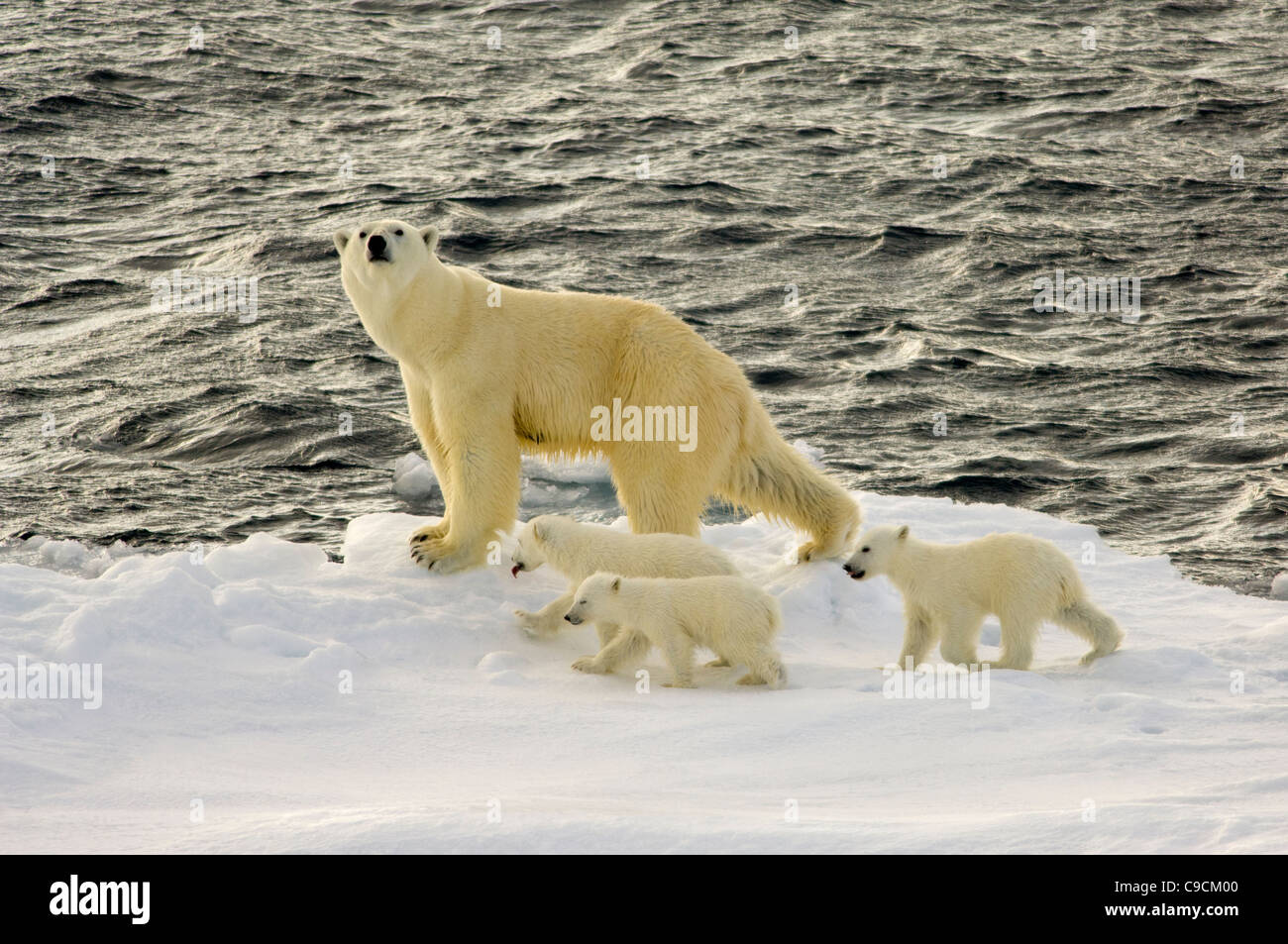 Female Polar Bear  (Ursus maritimus) with three young cubs on floating drift ice, Freemansundet (between Barentsøya and Edgeøya), Svalbard Archipelago, Norway Stock Photo