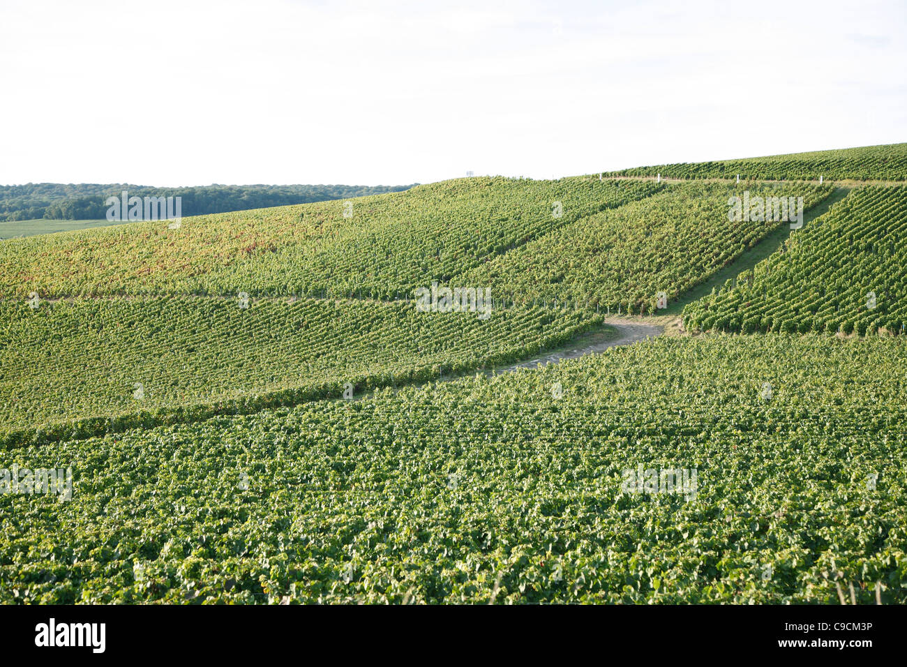 Grape vine, vineyards, Champagne, France Stock Photo