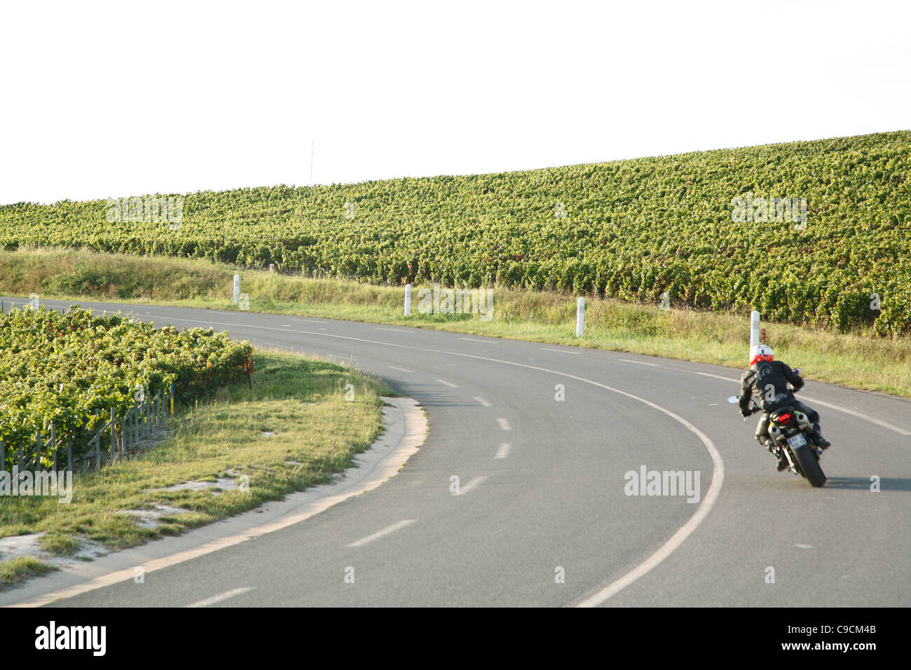 Motorcyclist, Road, Grape vine, vineyards, Champagne, France Stock Photo
