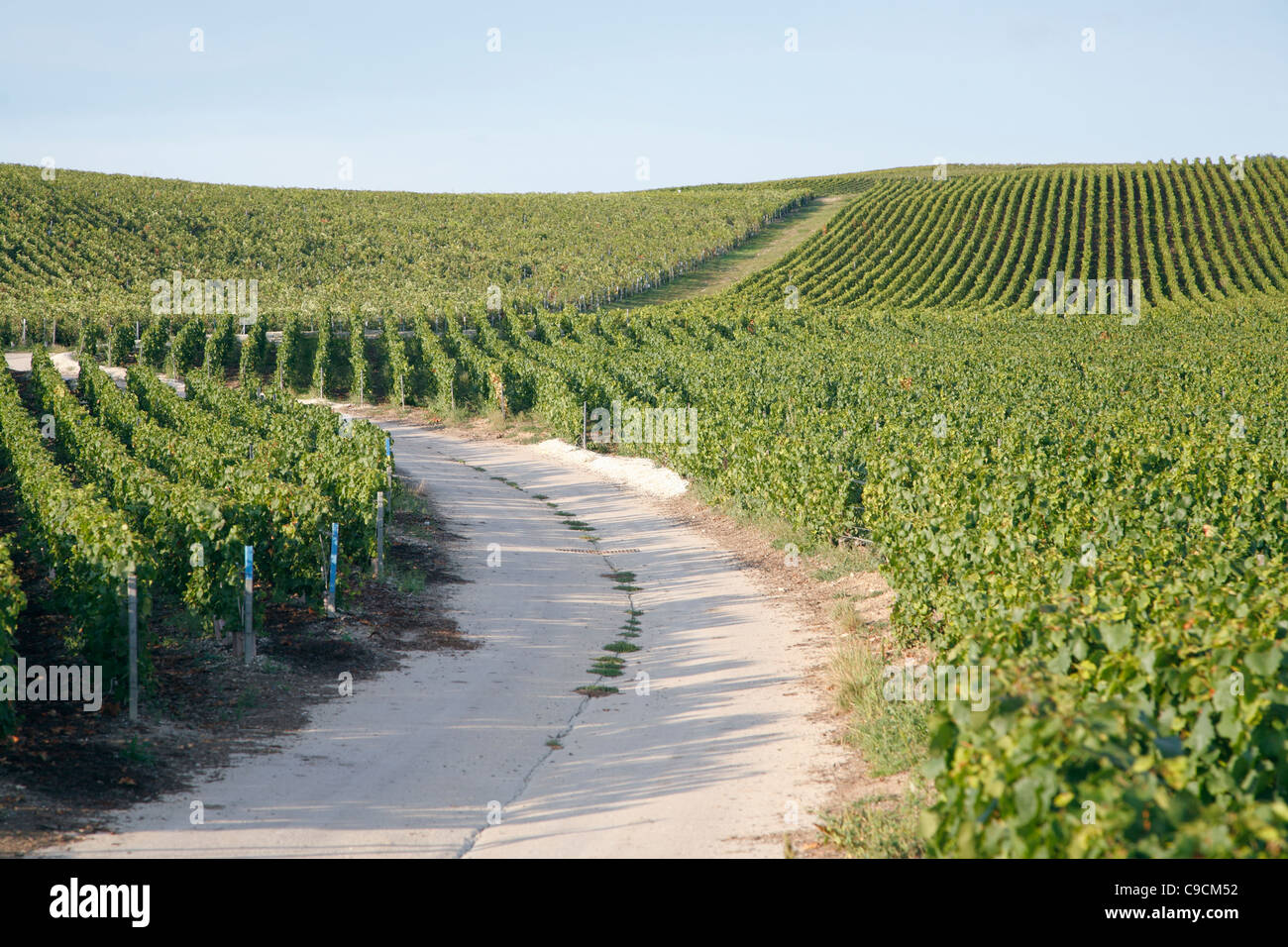 Road, Grape vine, vineyards, Champagne, France Stock Photo