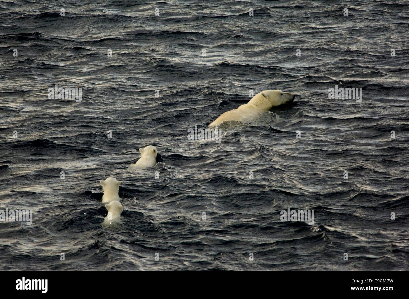 Three young Polar Bear cubs (Ursus maritimus) swimming after their mother in the sea, Freemansundet (between Barentsøya and Edgeøya), Svalbard Archipelago, Norway Stock Photo