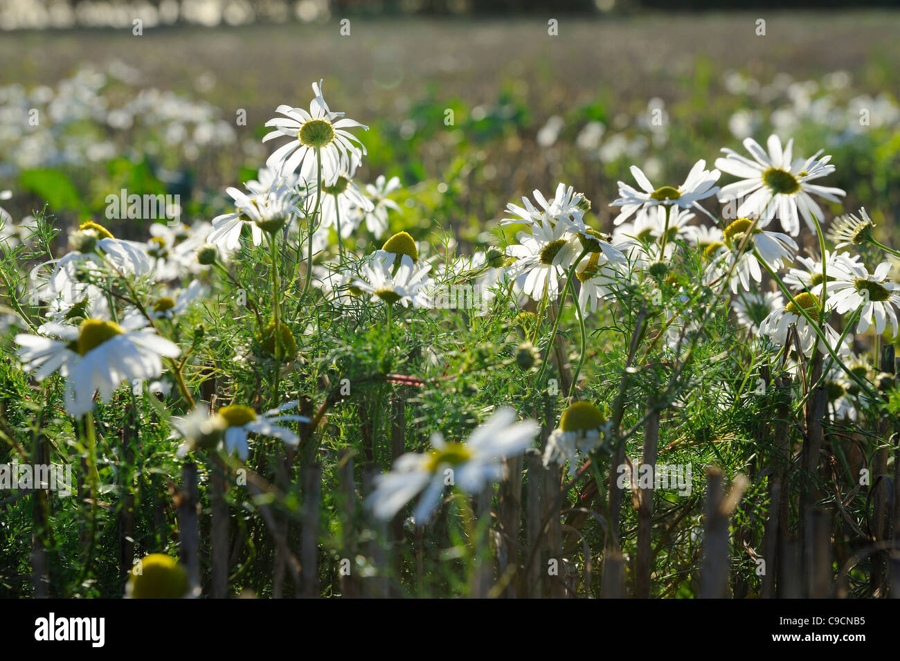 Arable weed, Scentless Mayweed, matricaria perforata, growing on stubble field headland, UK, October Stock Photo