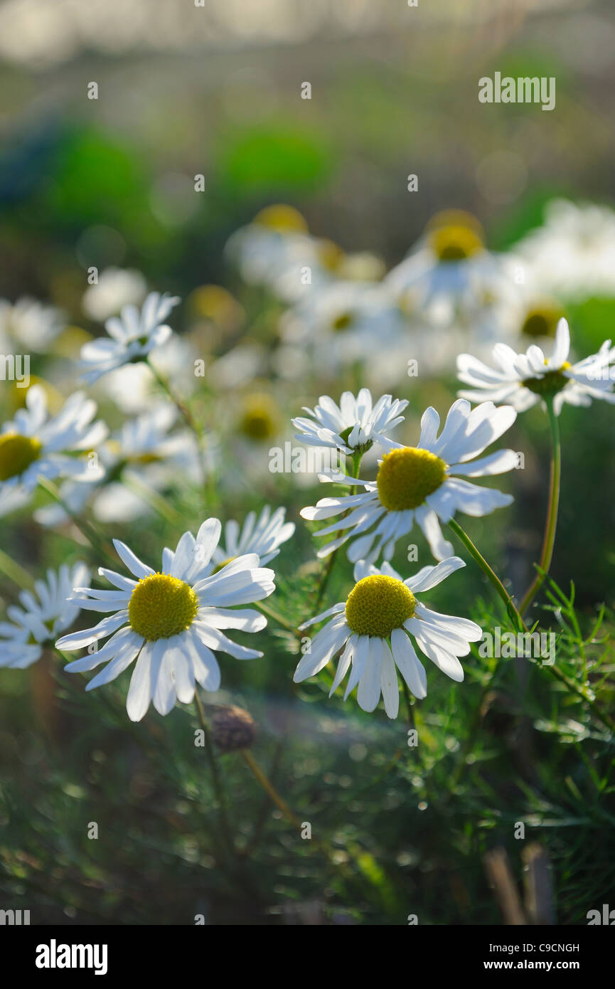 Arable weed, Scentless Mayweed, matricaria perforata, growing on stubble field headland, UK, October Stock Photo