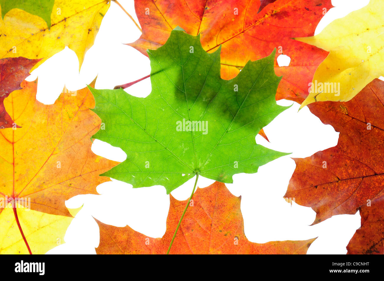 Colourful autumn leaves on the bright background Stock Photo - Alamy