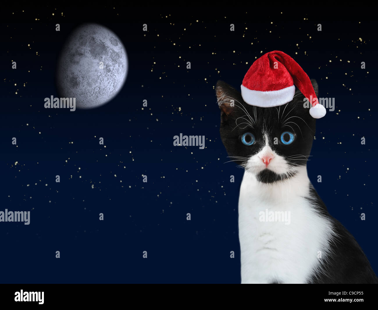 Black and white kitten with red Santa Claus cap and dark starry night sky with moon in the background. Stock Photo