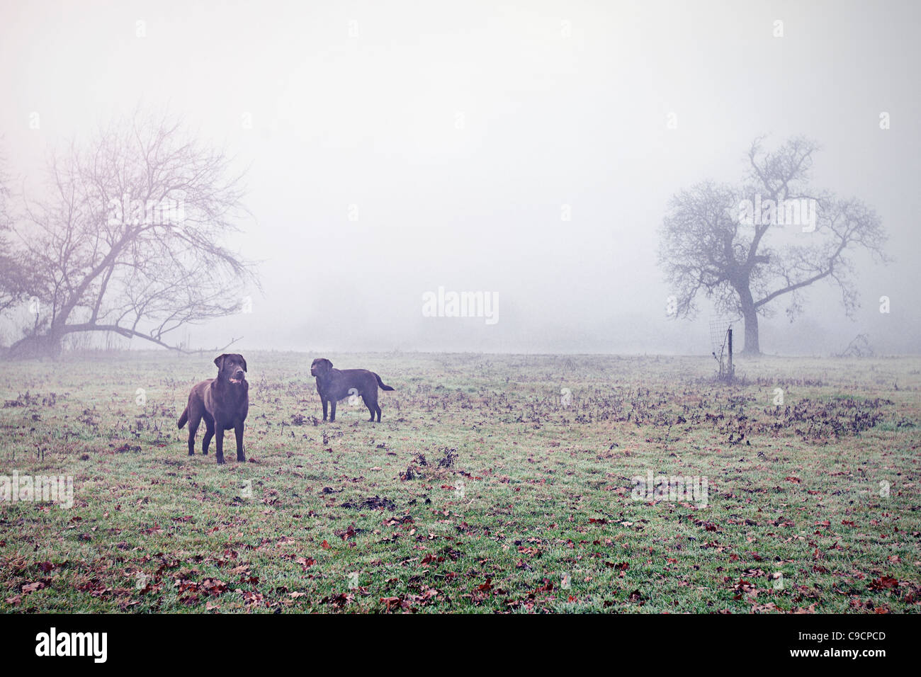 Two Chocolate Labrador's in Misty UK Countryside Stock Photo