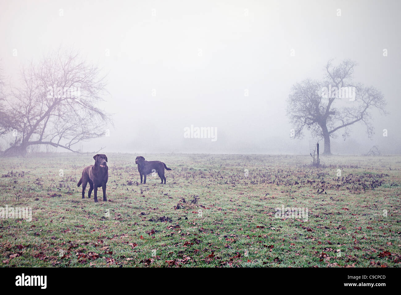 Two Chocolate Labrador's in Misty UK Countryside Stock Photo - Alamy