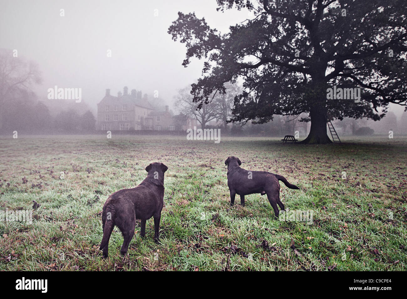 Working Chocolate Labradors in Misty Countryside Stock Photo