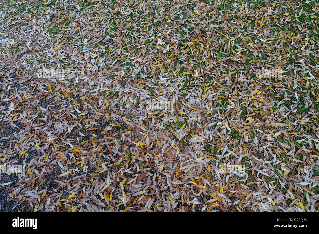 Willow leaves pattern hi-res stock photography and images - Alamy