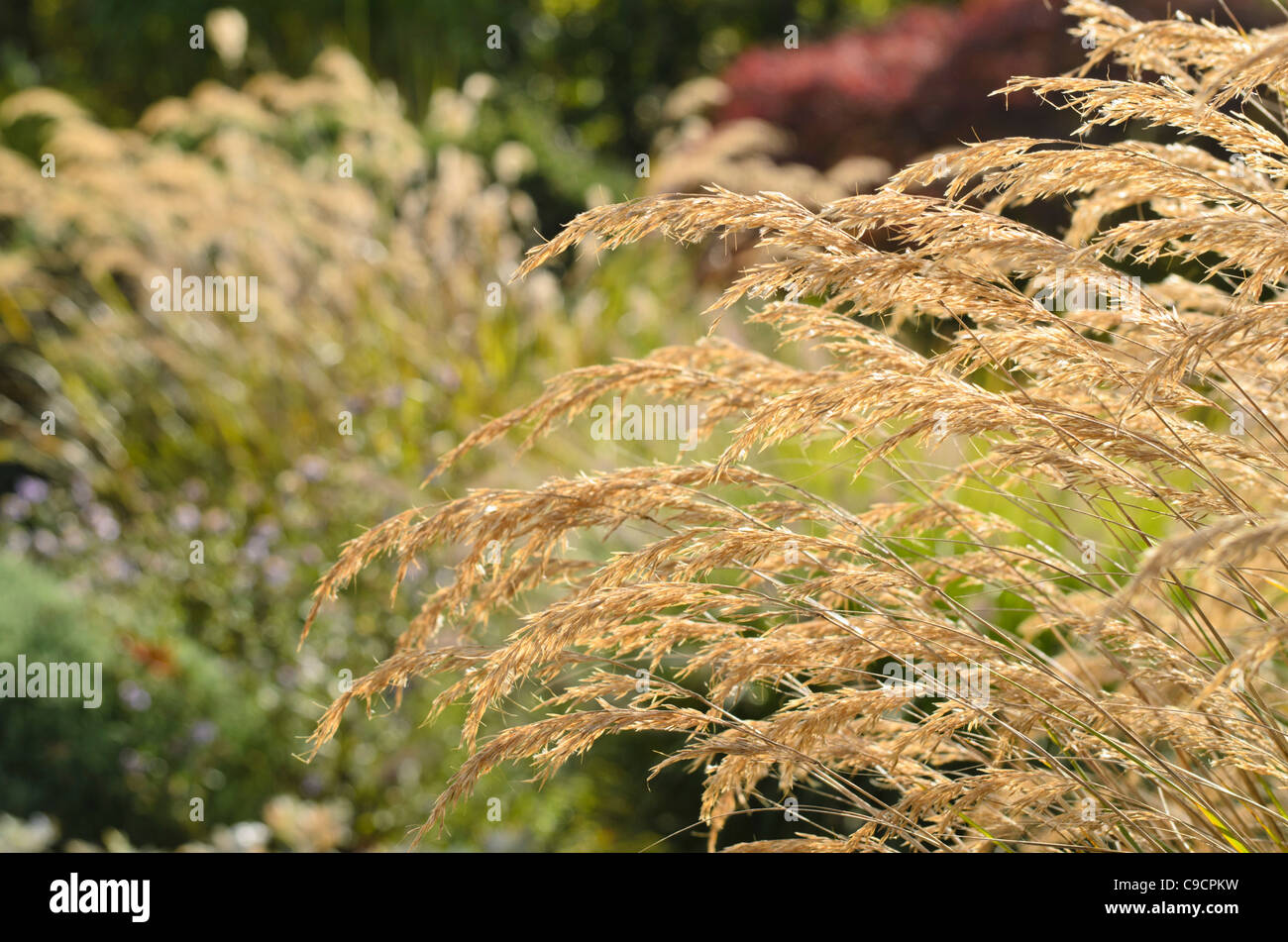 Feather grass (Stipa calamagrostis syn. Achnatherum calamagrostis) Stock Photo