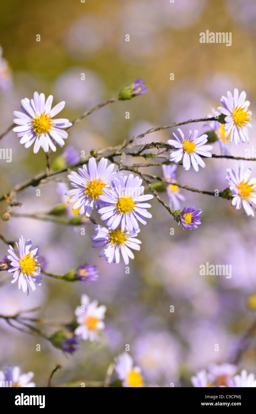 Smooth aster (Aster laevis) Stock Photo