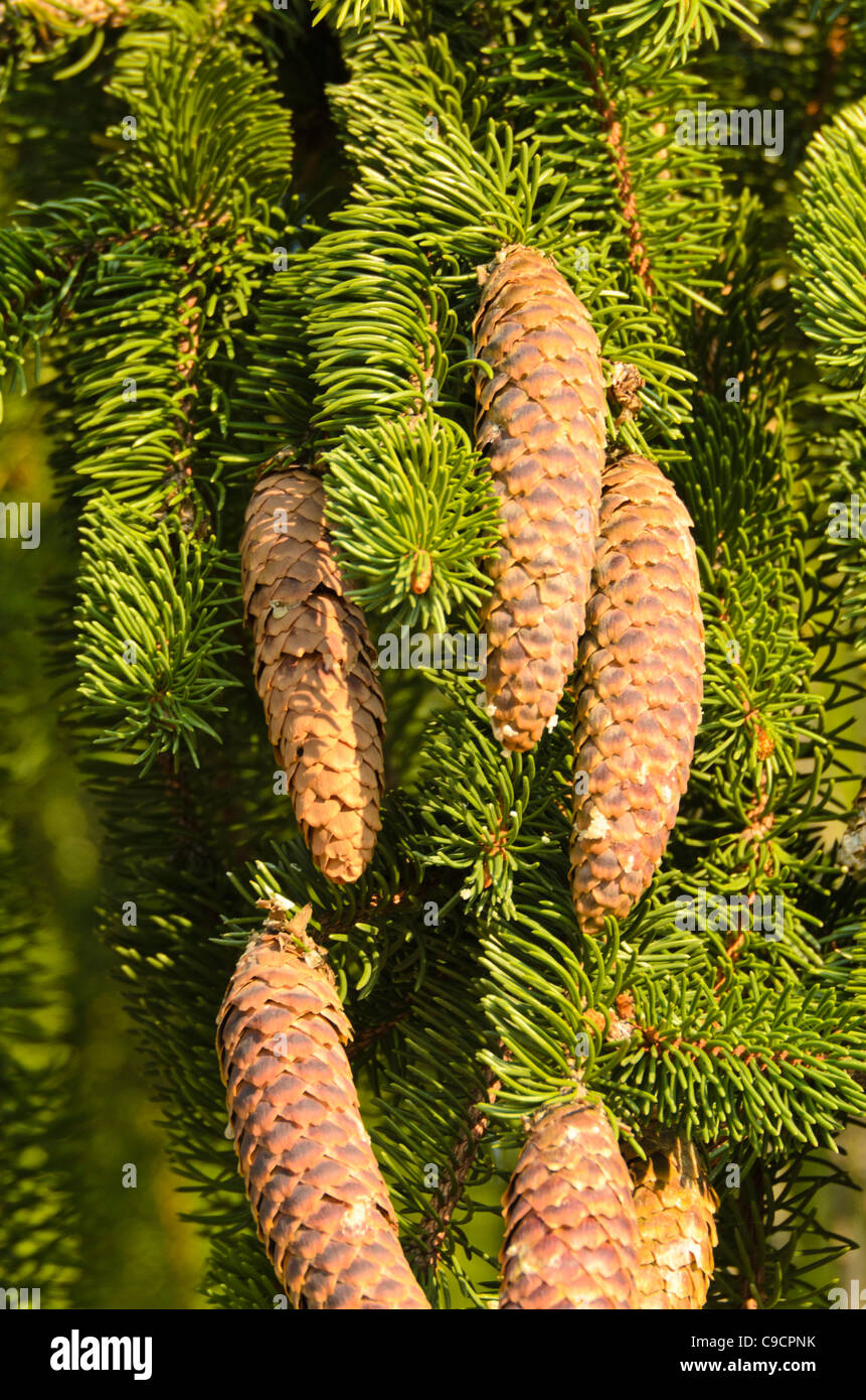 Common spruce (Picea abies 'Viminalis') Stock Photo