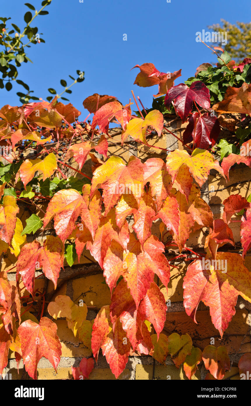 Japanese creeper (Parthenocissus tricuspidata Stock Photo Alamy