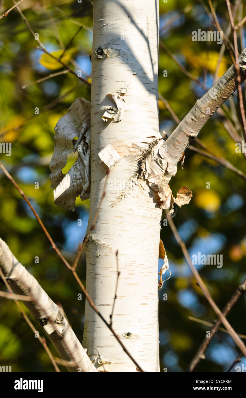 Himalayan birch (Betula utilis var. jacquemontii) Stock Photo