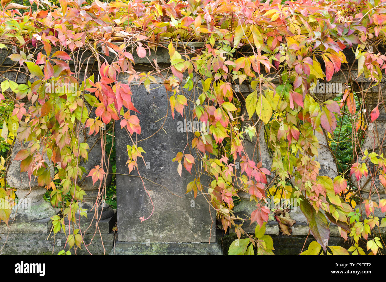 Virginia creeper (Parthenocissus quinquefolia) Stock Photo