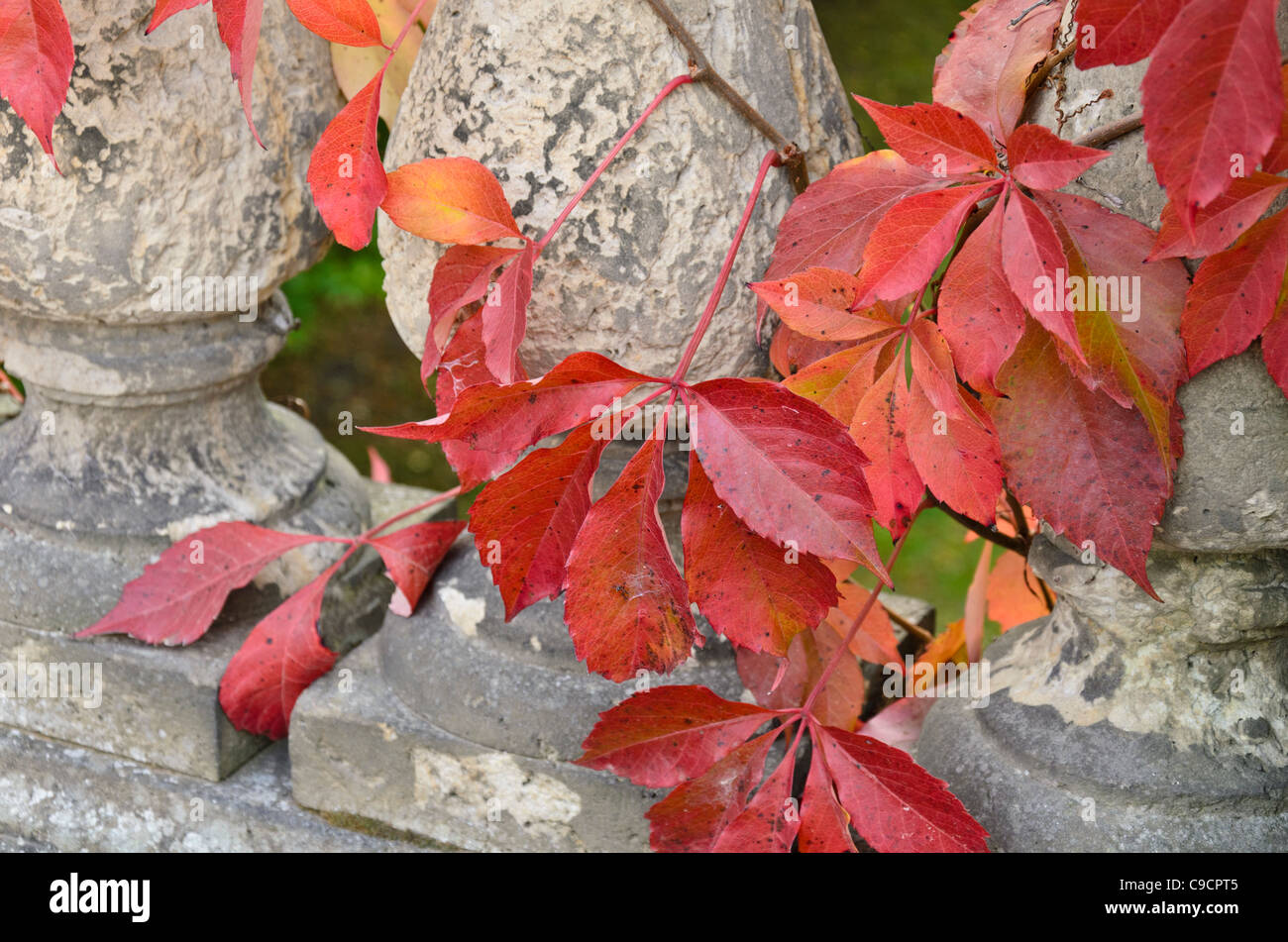 Virginia creeper (Parthenocissus quinquefolia) Stock Photo