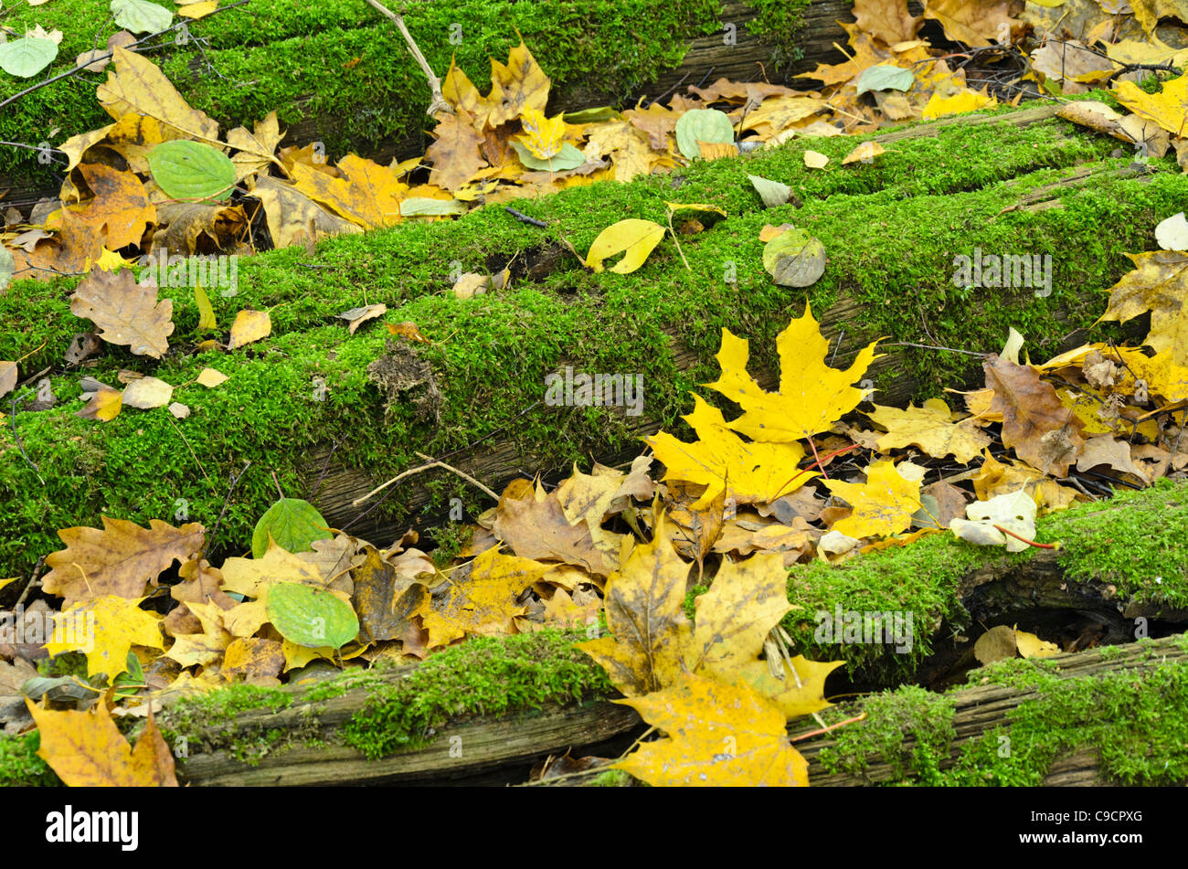 Norway maple (Acer platanoides) on mossy railway sleepers Stock Photo
