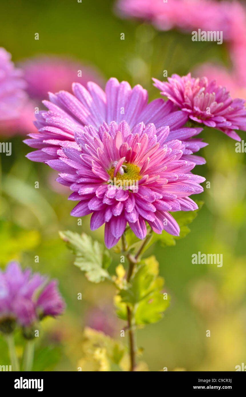 Chrysanthemum indicum hi-res stock photography and images - Alamy