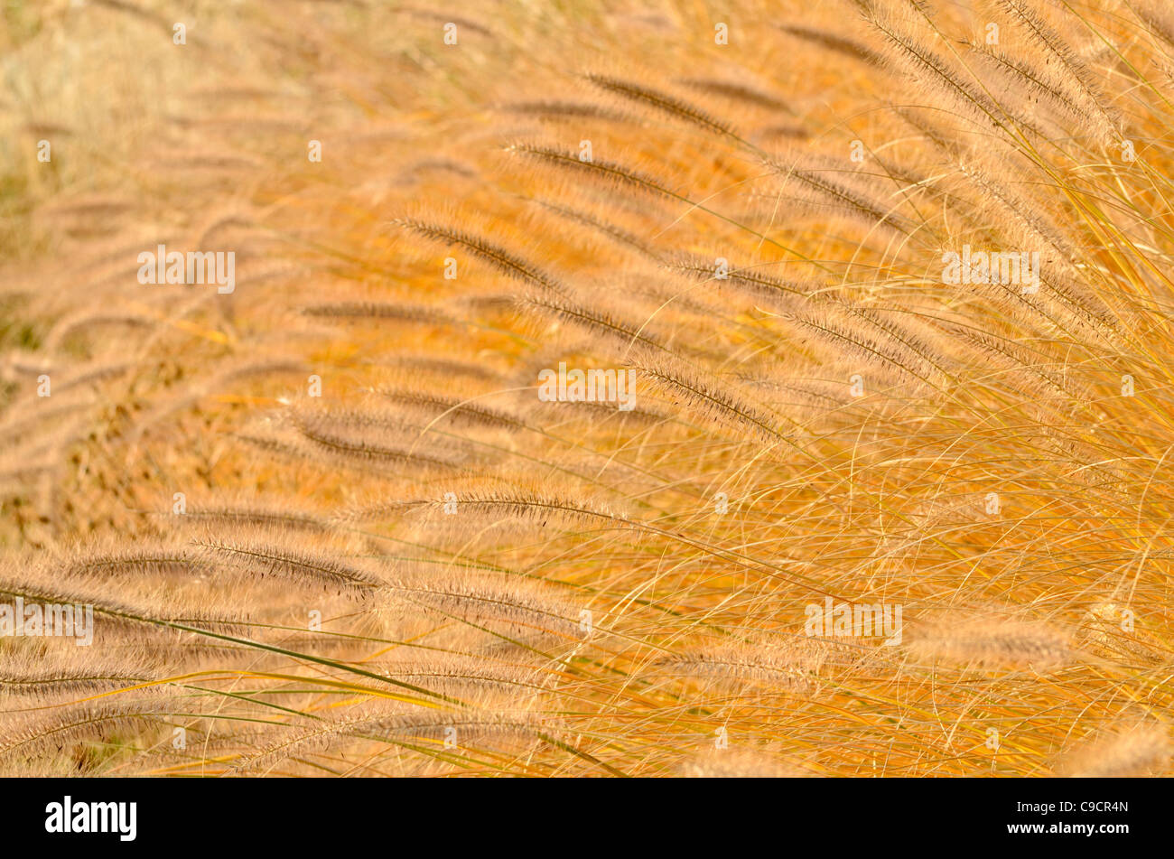 Dwarf fountain grass (Pennisetum alopecuroides) Stock Photo