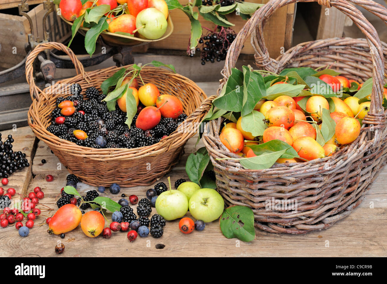 edible hedgerow fruits and berries in baskets Stock Photo
