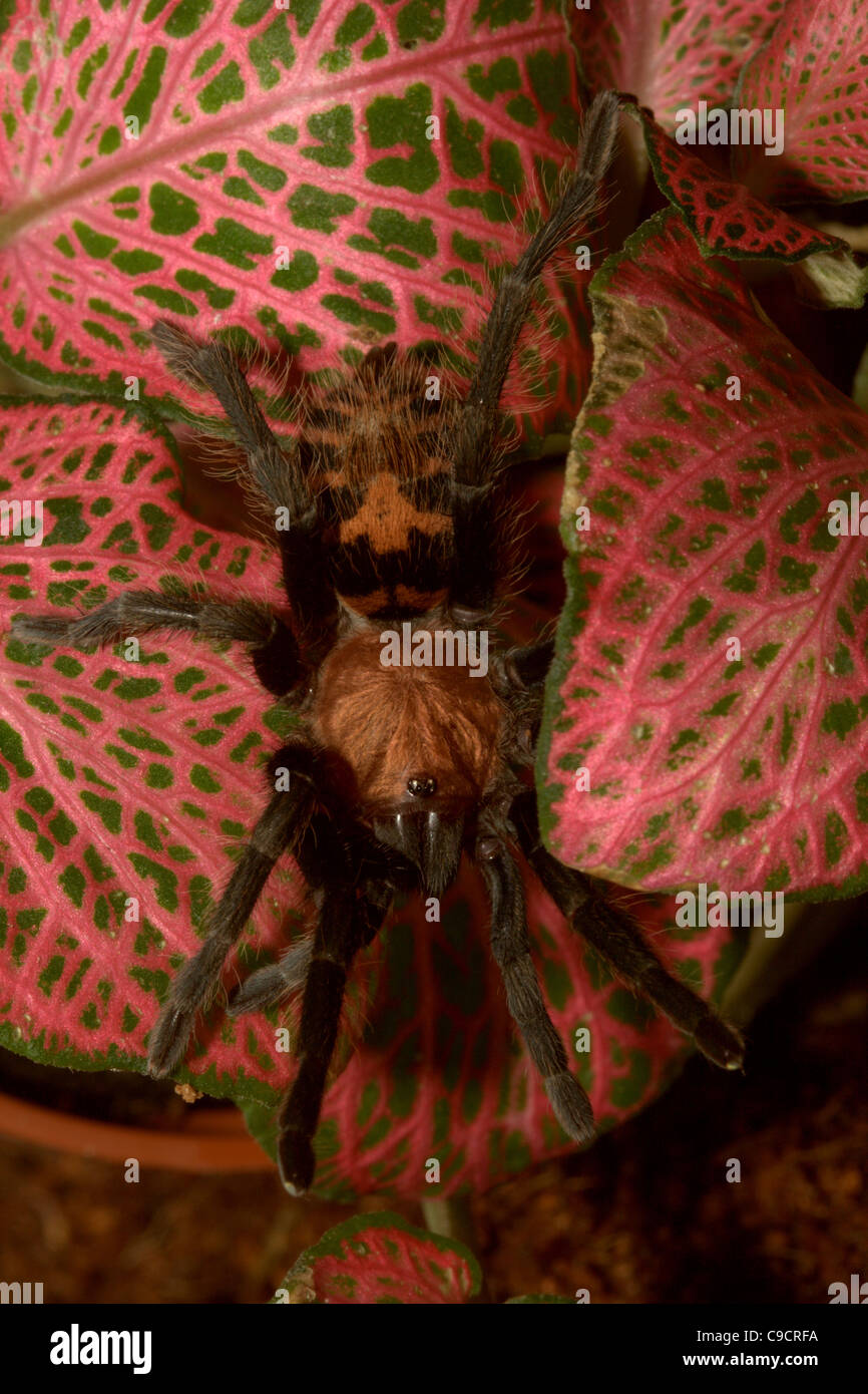 Tiger Rump Tarantula, Cyclosternum fasciatum, captive Stock Photo