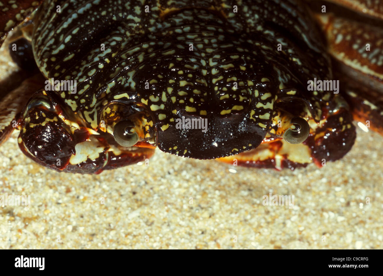 Shore crab, Grapsus sp., Indian ocean, Sri Lanka Stock Photo