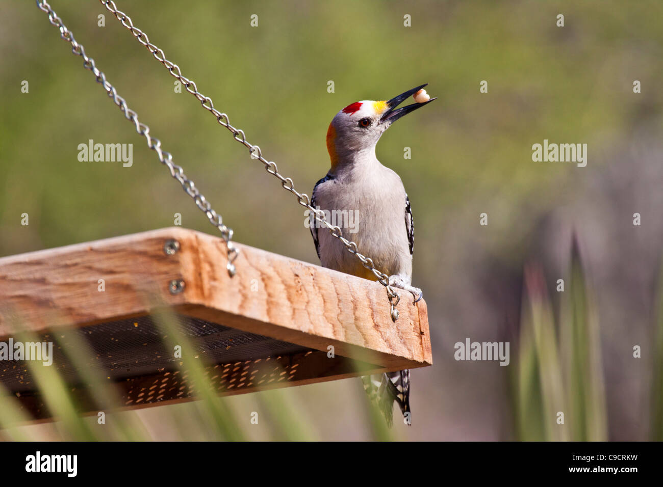 Golden-fronted Woodpecker, Melanerpes aurifrons, at the Javelina-Martin wildlife refuge Stock Photo