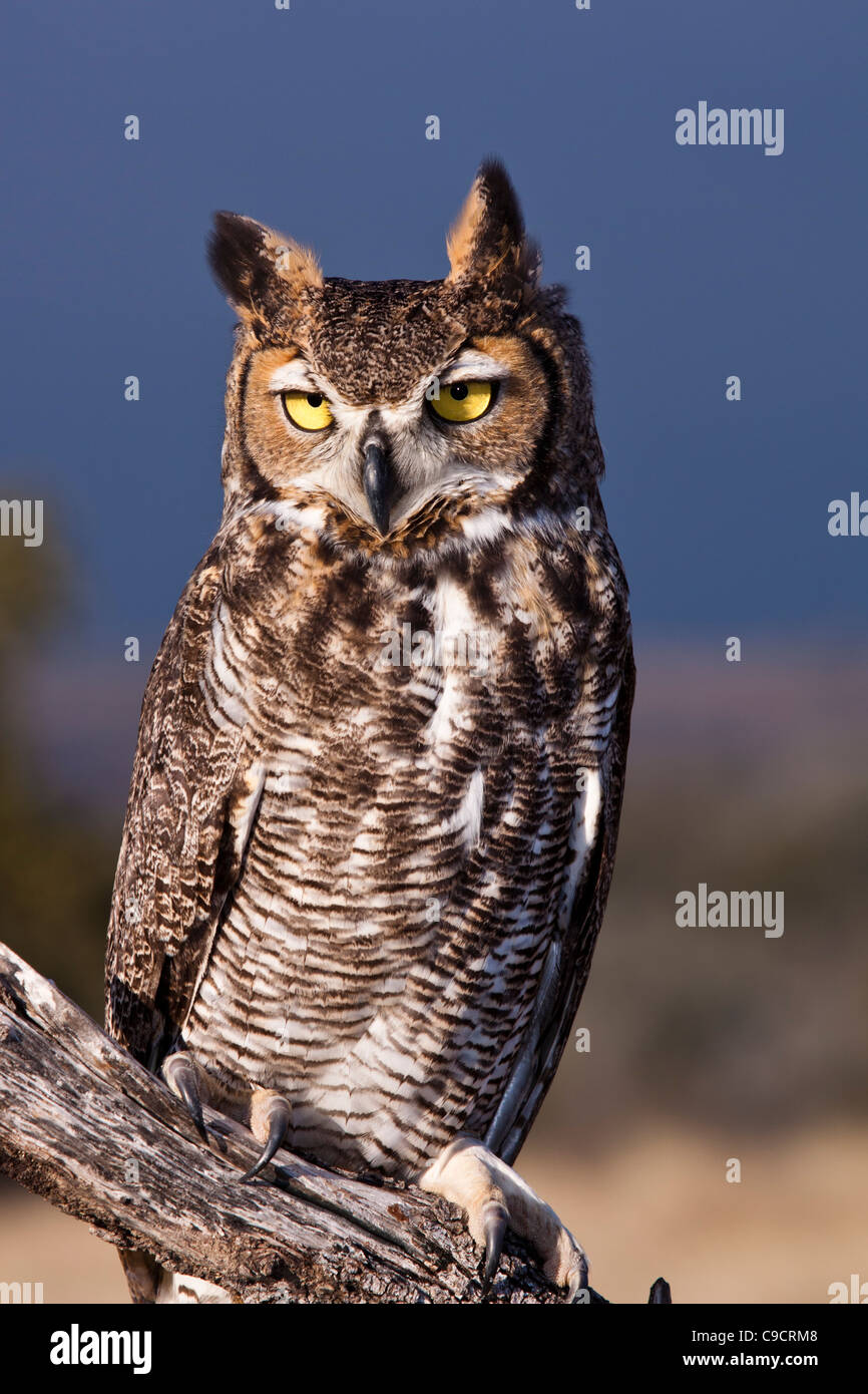 Captive Great Horned Owl, Bubo virginianus, at Block Creek Natural Area