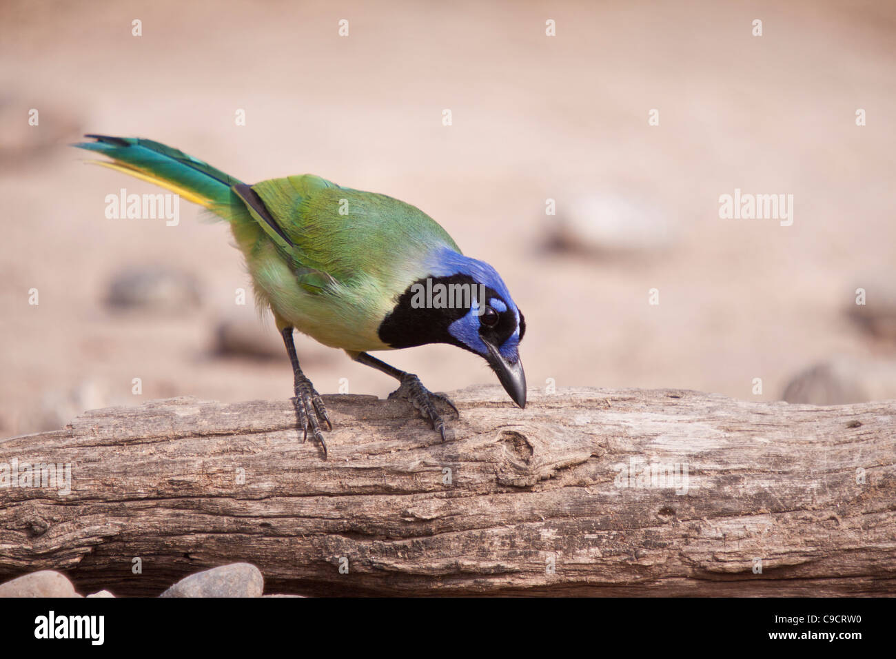 Green Jay, Cyanocorax luxuosus, at the JavelinaMartin ranch and refuge