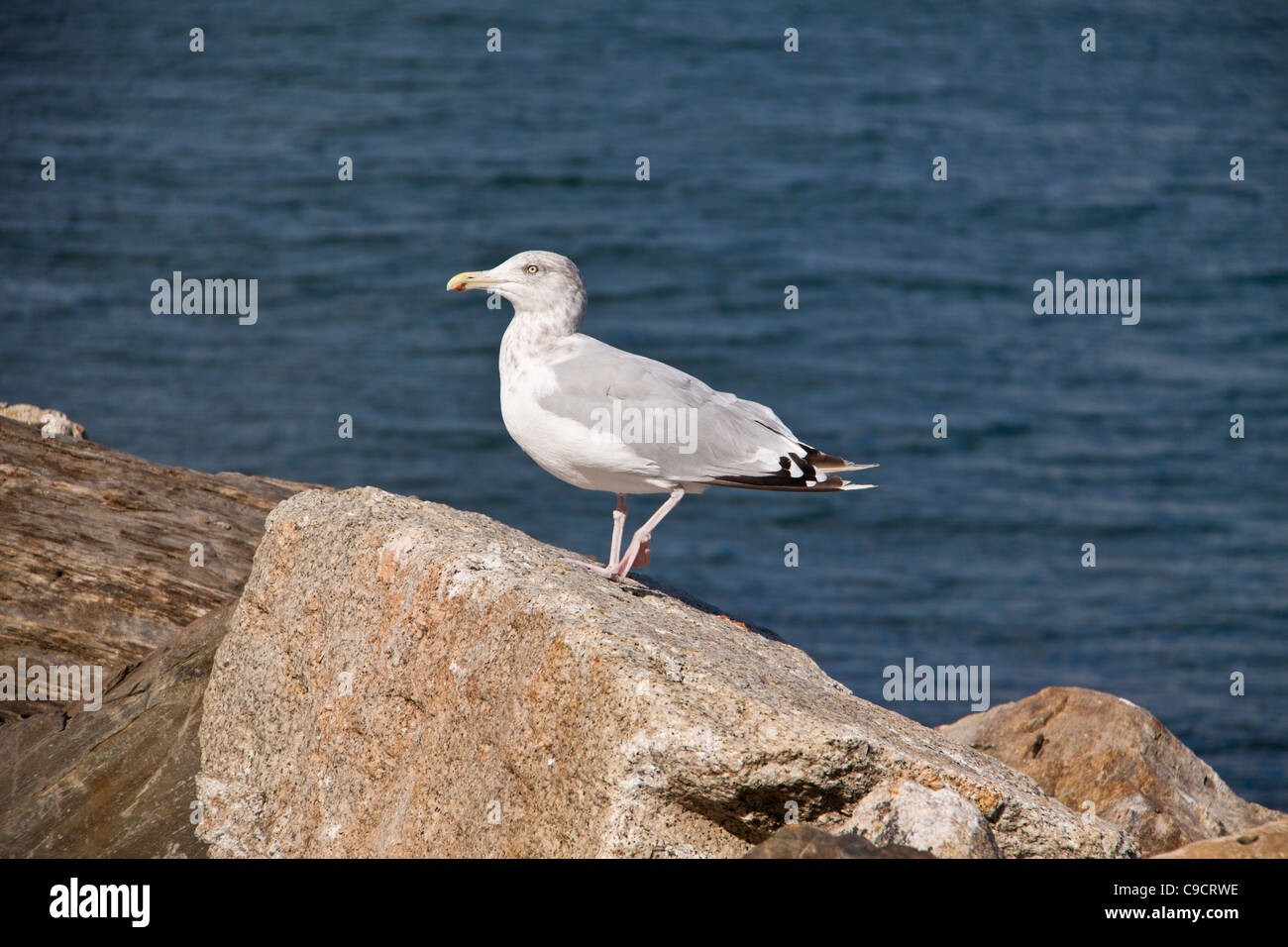 Subspecies herring gull hires stock photography and images Alamy
