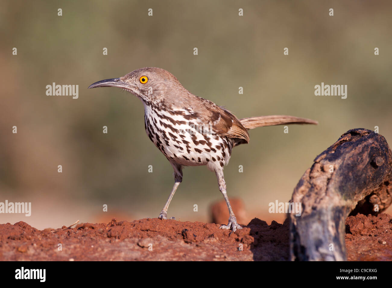 Long-billed Thrasher, Toxostoma longirostre, looking for water and relief from summer heat on a ranch in South Texas. Stock Photo