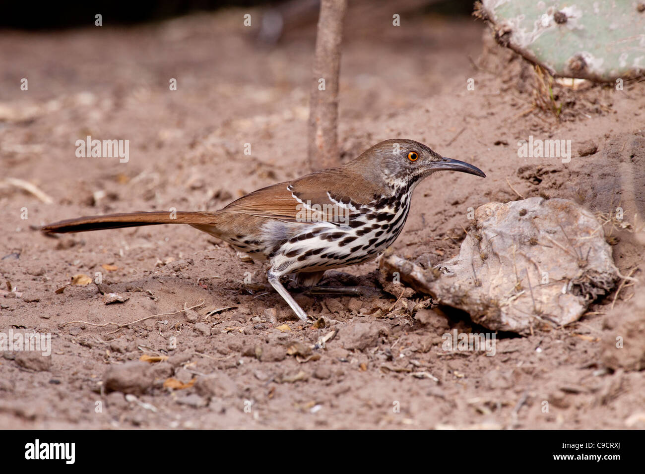 Long-billed Thrasher, Toxostoma longirostre, at the Javelina-Martin wildlife refuge in South Texas. Stock Photo