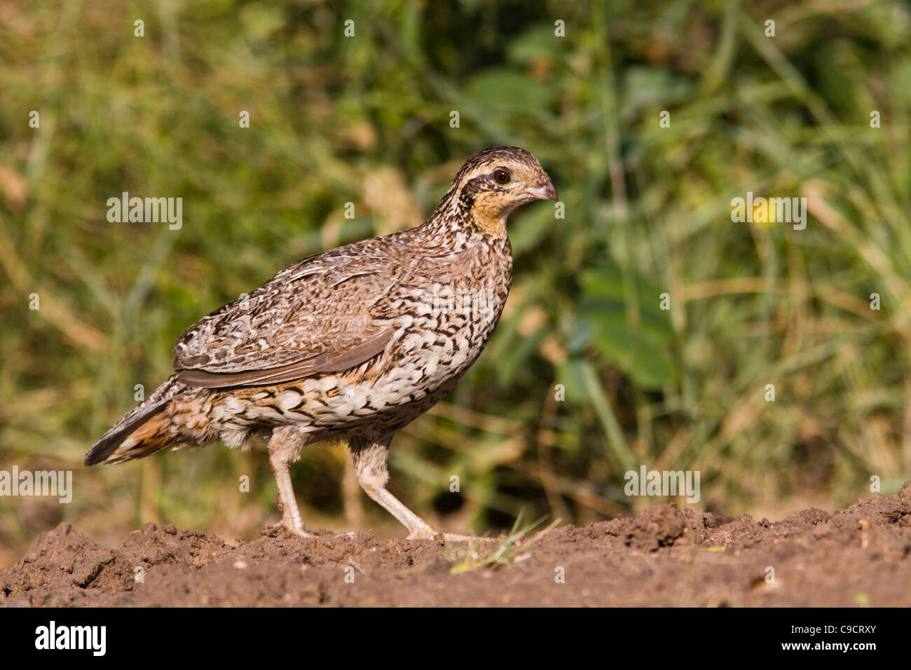 Female Northern Bobwhite, bobwhite quail (Colinus virginianus) which received its name from a distinct, whistled 'bobwhite' call, in South Texas. Stock Photo