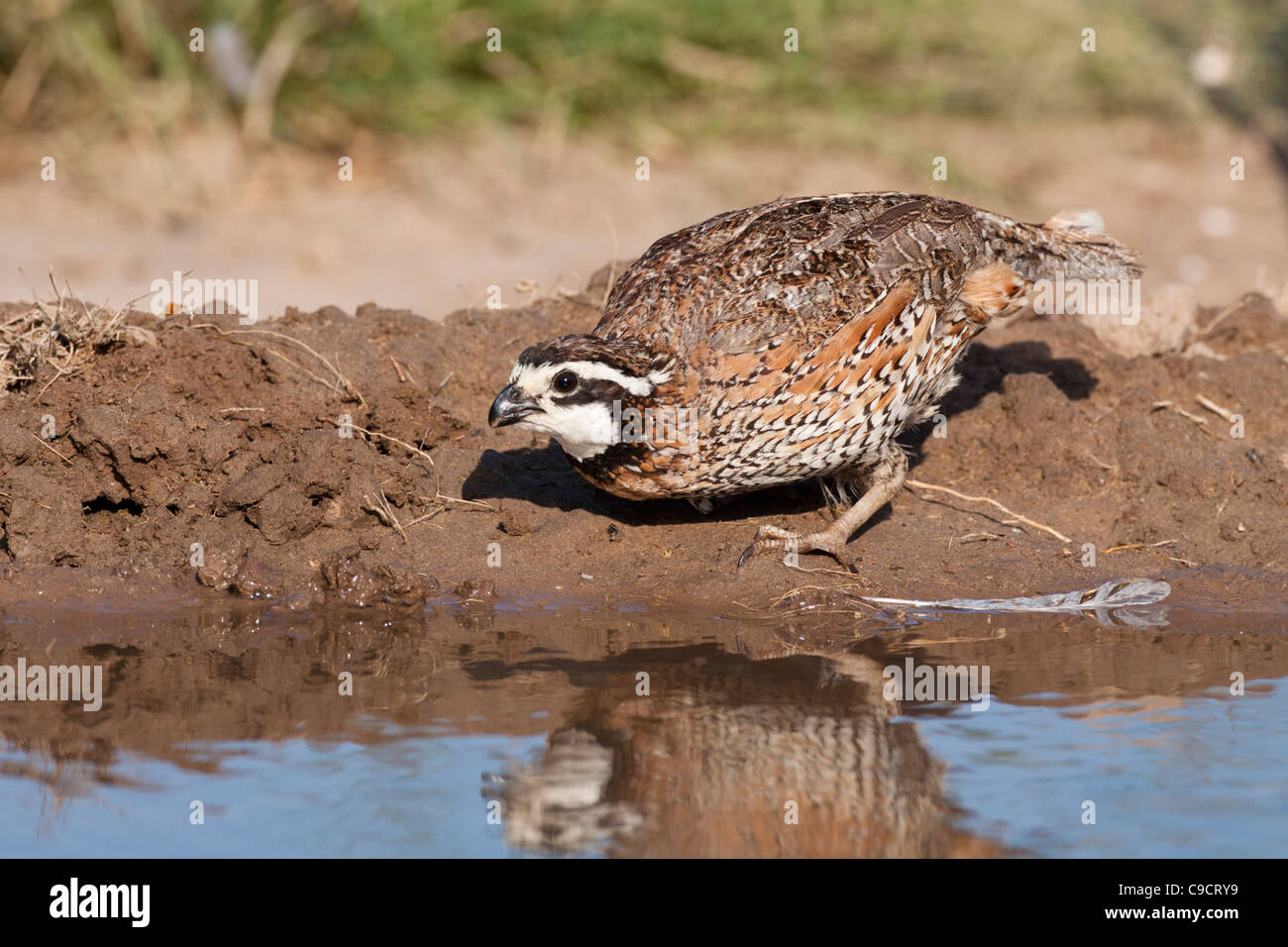 Northern Bobwhite, bobwhite quail (Colinus virginianus) which received its name from a distinct, whistled 'bobwhite' call, at a ranch in South Texas. Stock Photo