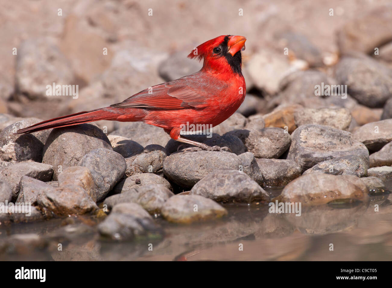 Northern Cardinal, Cardinalis cardinalis, at the Javelina-Martin wildlife refuge in South Texas. Stock Photo