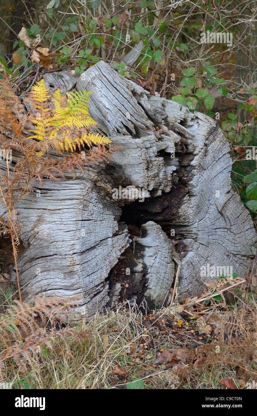 Very old tree stump Stock Photo - Alamy