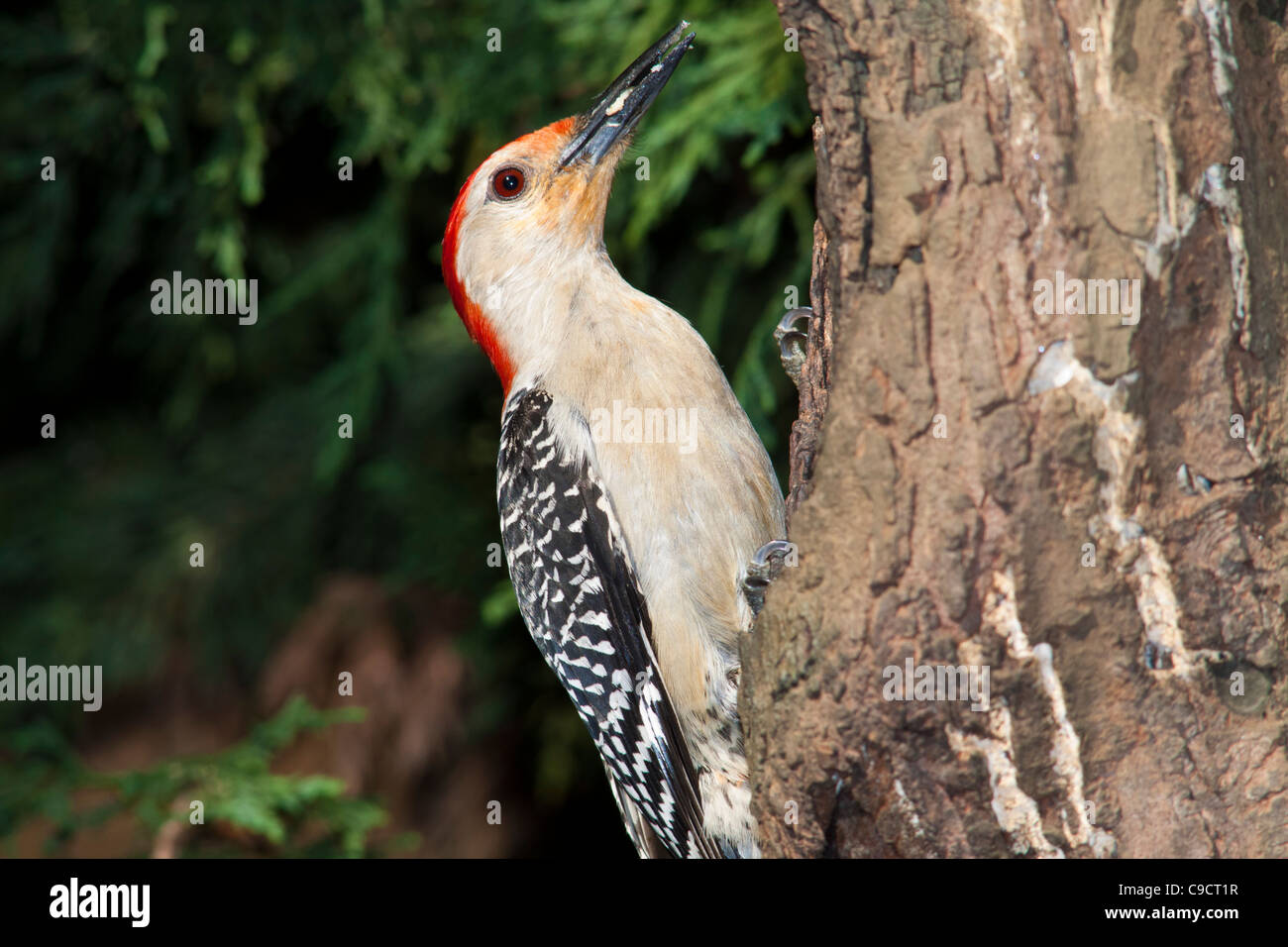 Red-bellied Woodpecker, Melanerpes carolinus, at backyard wildlife habitat in McLeansville, North Carolina. Stock Photo